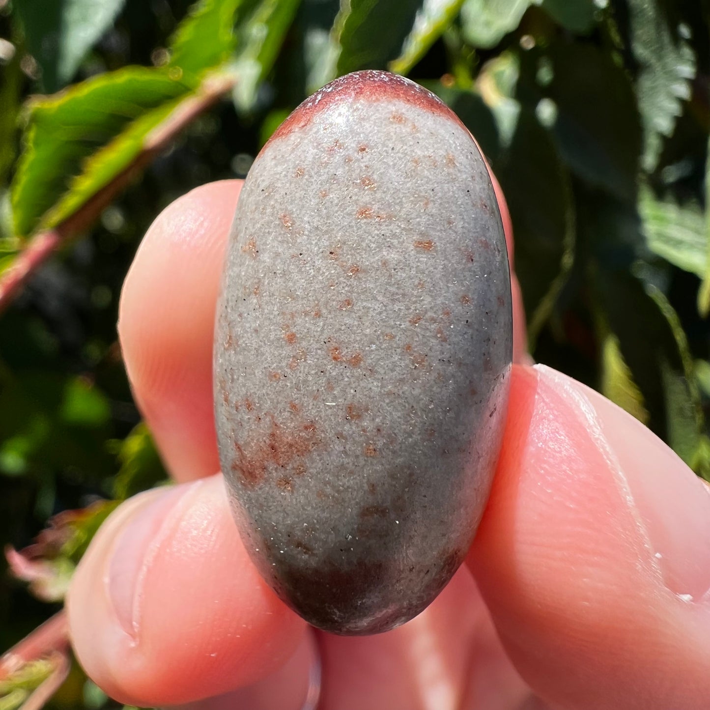 Shiva Lignum Tumble