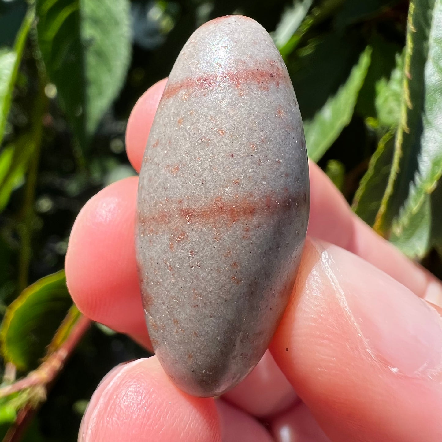 Shiva Lignum Tumble