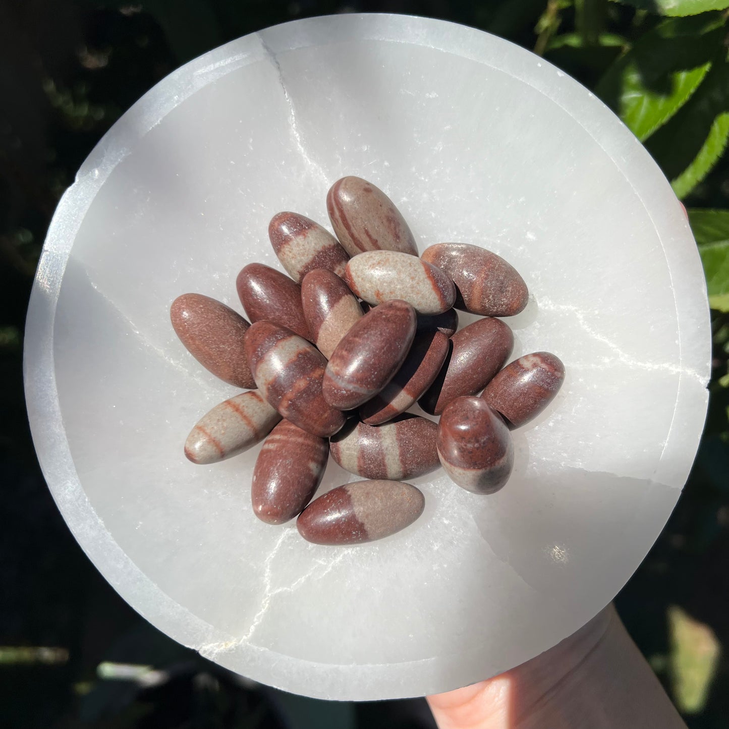 Shiva Lignum Tumble