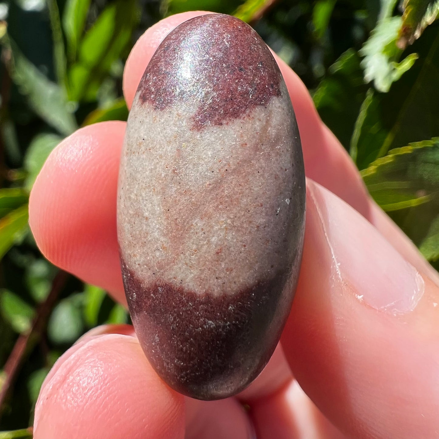 Shiva Lignum Tumble