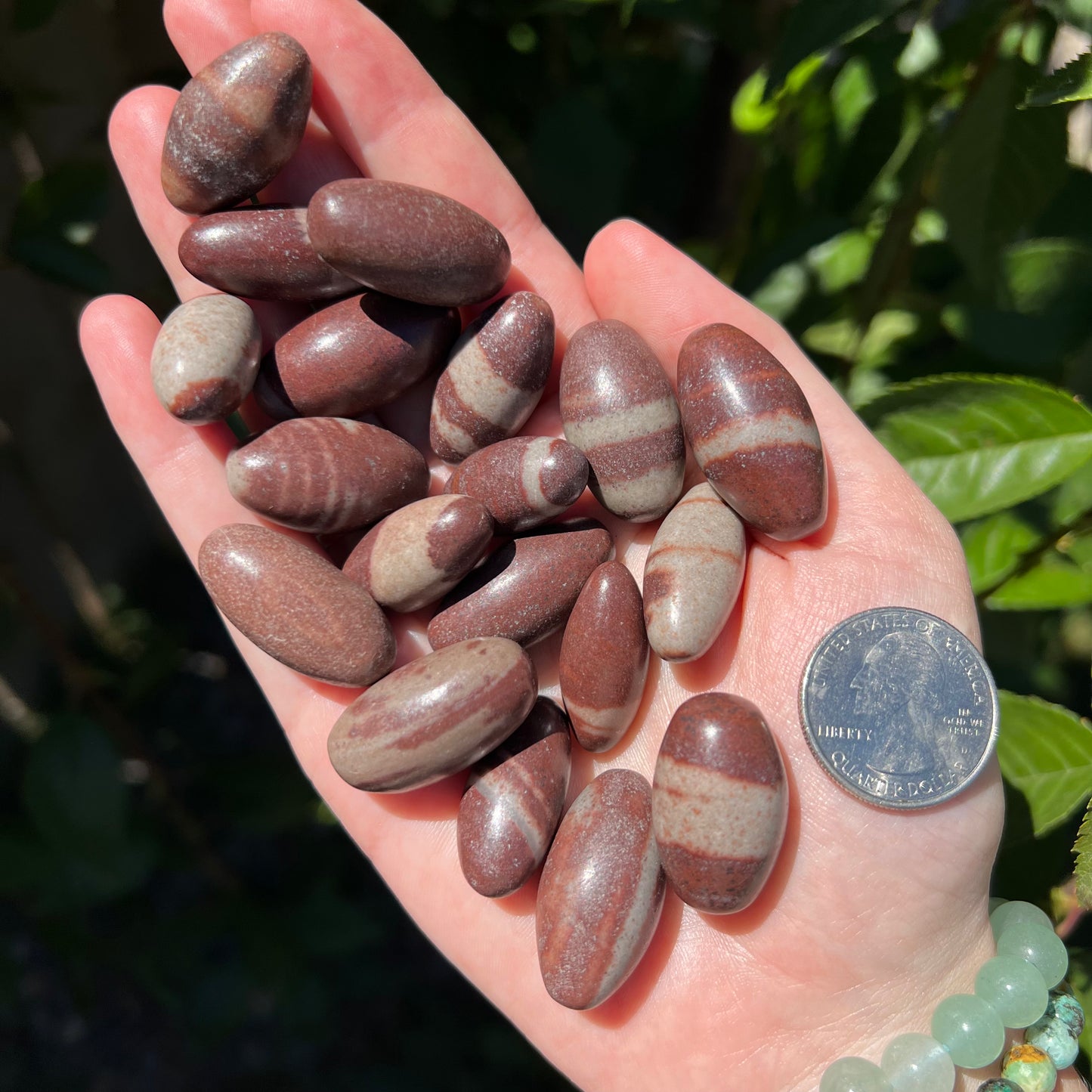 Shiva Lignum Tumble