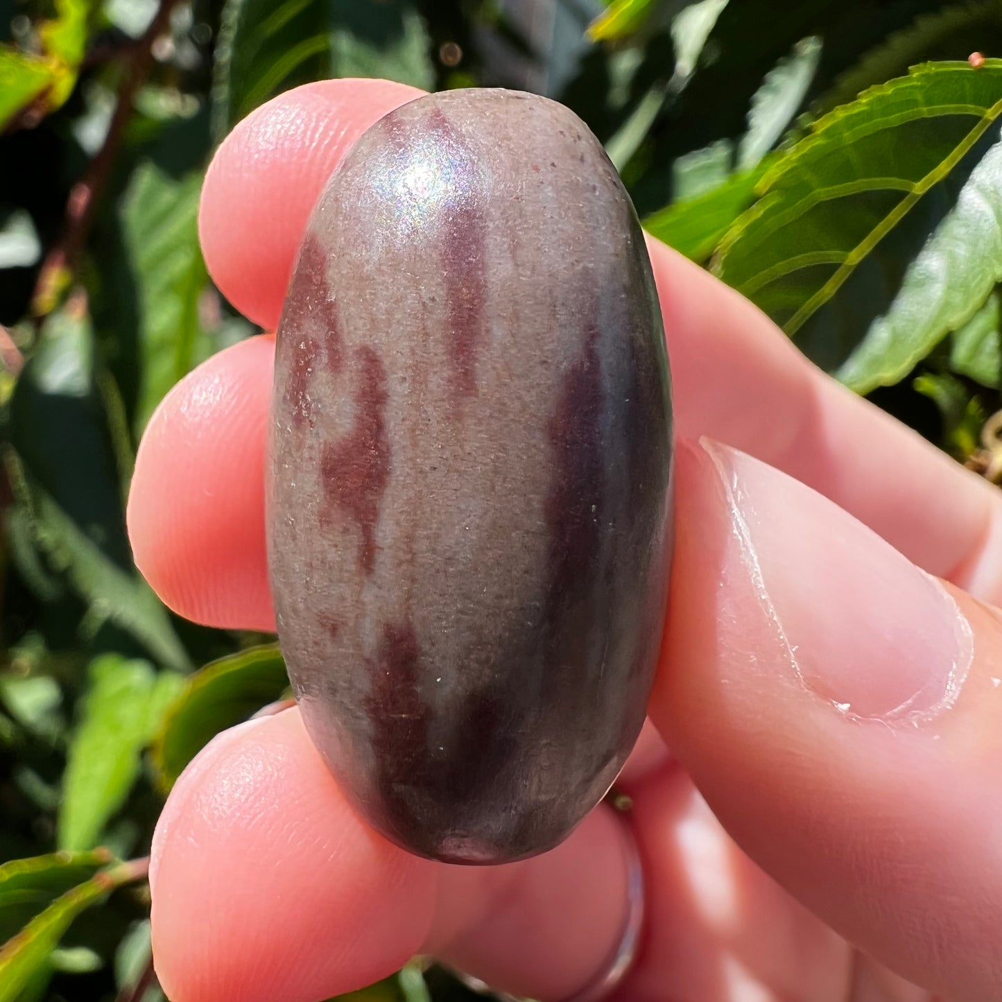 Shiva Lignum Tumble